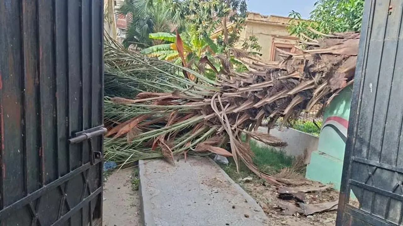 الرياح القوية تقتلع نخلة داخل مبنى تعليمي في قلب مدينة الإسكندرية